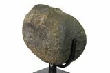 Hadrosaur (Hypacrosaurus?) Vertebra with Stand - Montana #148788-3